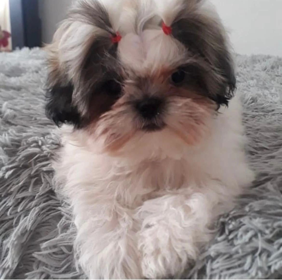 Foto de Zoe